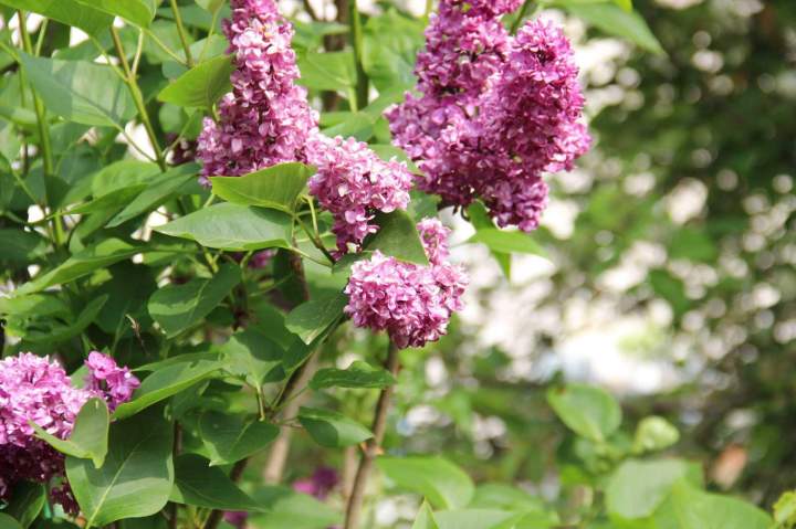 Domaine convivial Sarthe